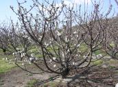 Llegan las primeras flores de los cerezos al Valle del Jerte